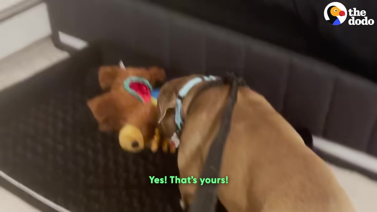 A tan dog wearing a blue collar and leash sniffs a brown stuffed toy on a black dog bed.