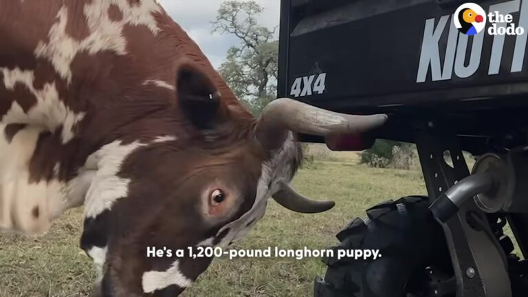 Texas Longhorn Saved From An Auction Yard Proves He Is Just A 1,200-Pound Puppy At Heart