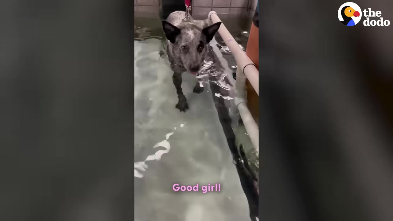 A speckled gray and black dog walks on an underwater treadmill during a physical therapy session.