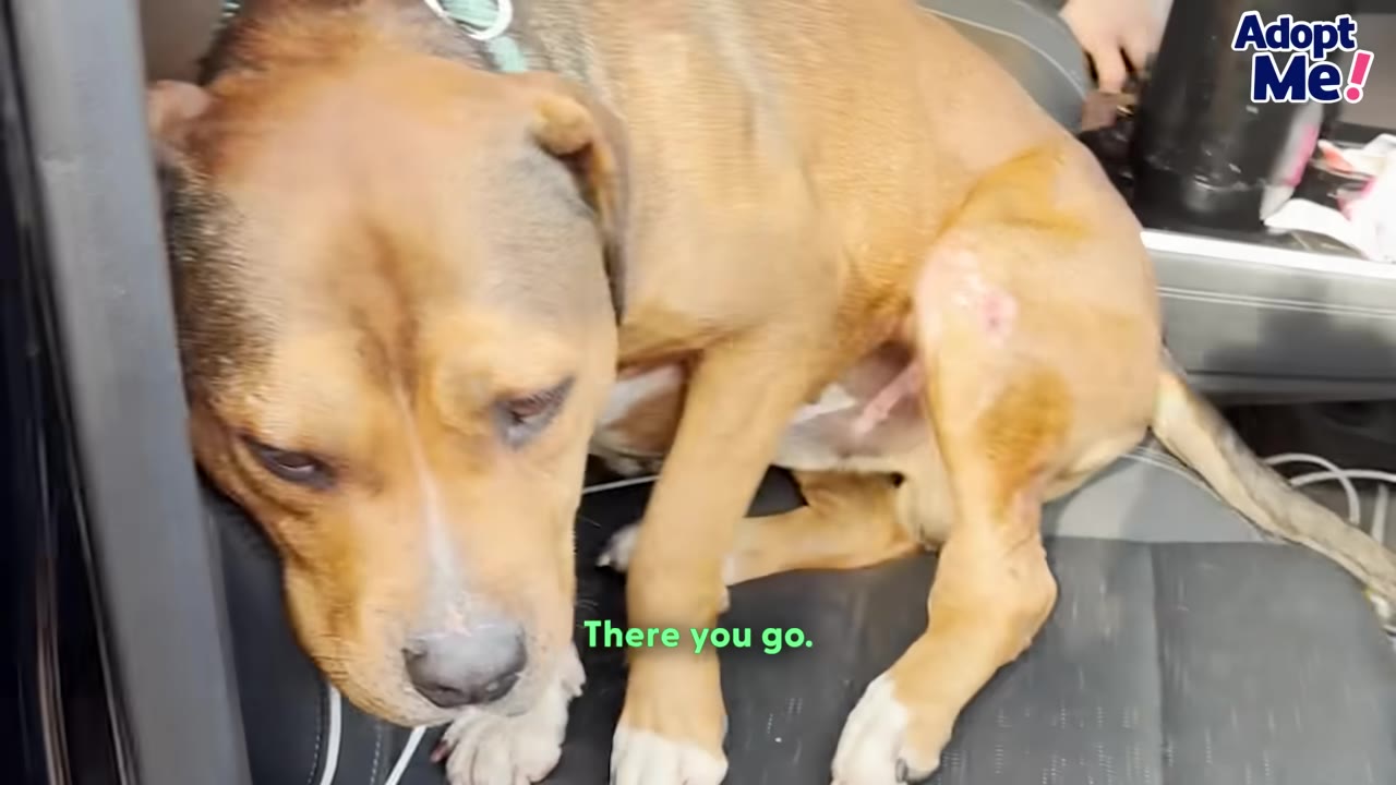 A brown and white dog with a sad expression sits on a car seat, showing a small wound on its hind leg.