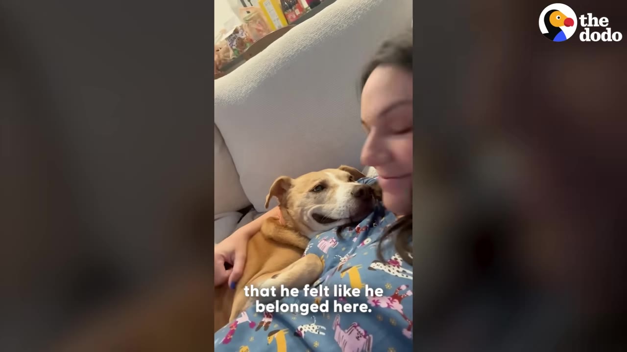 A tan and white dog cuddles closely against a woman's chest, looking up with a content expression while lying on a couch.