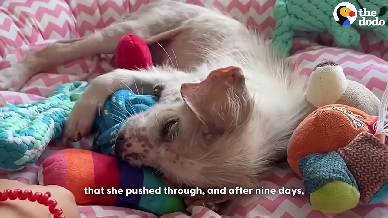 A very small, frail light-colored puppy lies on its side in a pink chevron-patterned dog bed, surrounded by colorful plush toys.