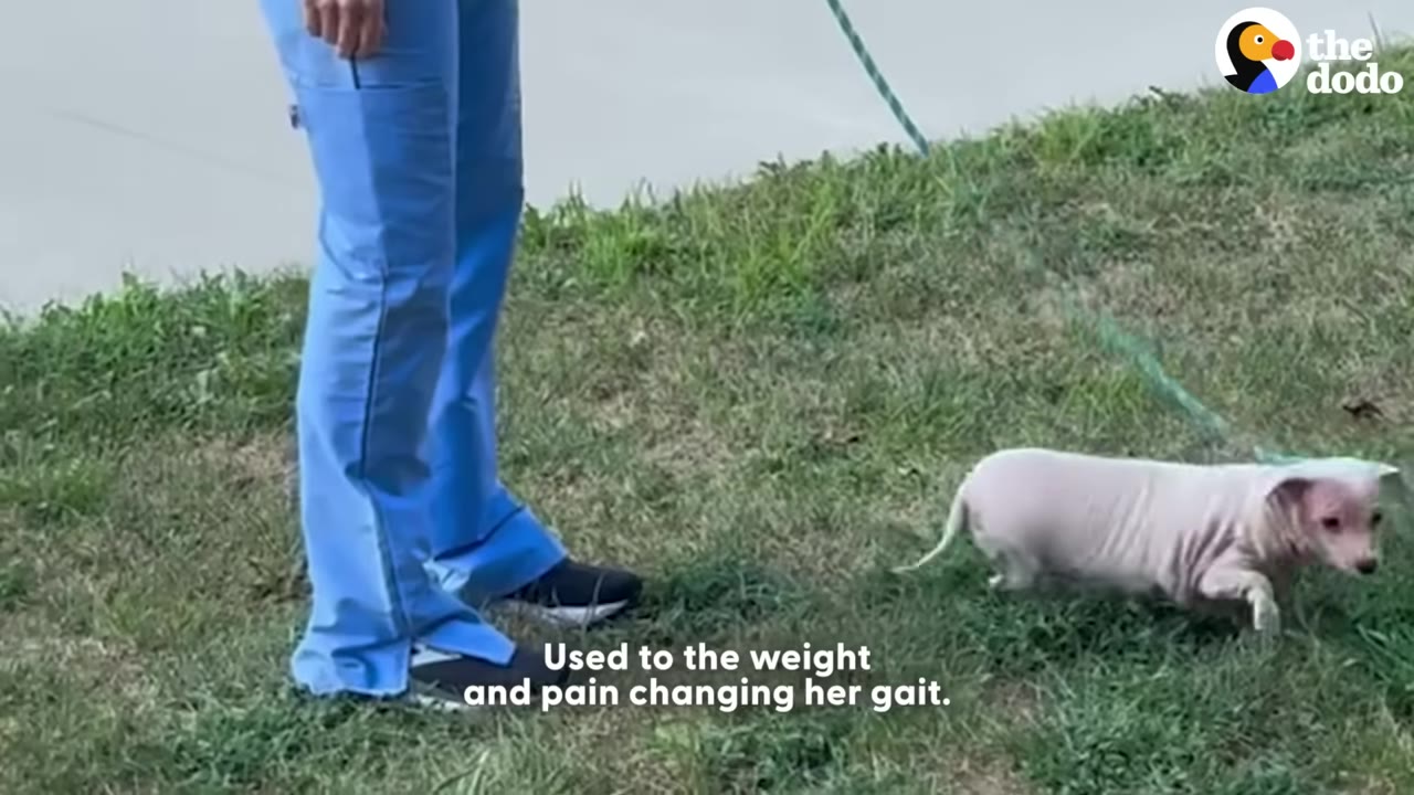 A small, hairless dog walks on a grassy lawn next to a person wearing blue scrubs, showing her gait as she adjusts to walking.