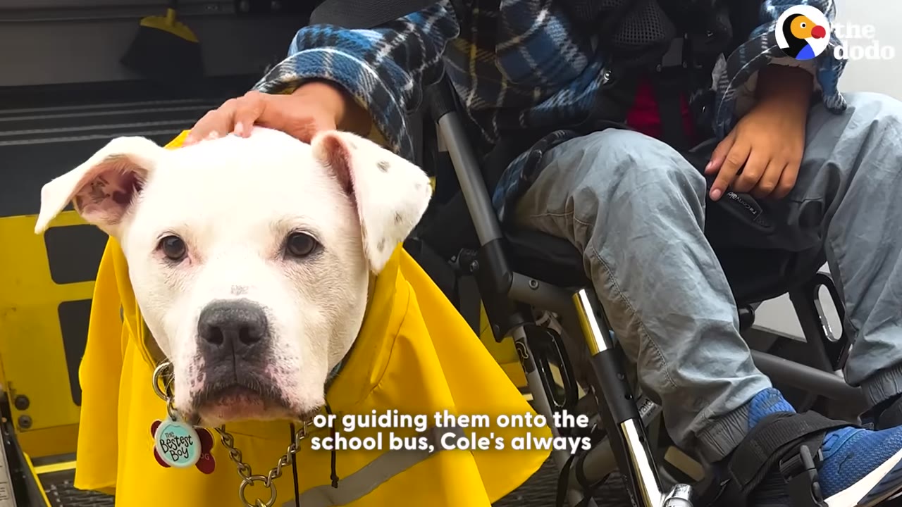A white dog wearing a yellow raincoat is being petted on the head by a child sitting in a wheelchair.