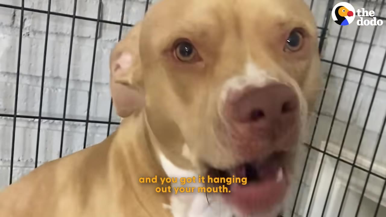 A close-up of a tan dog looking guilty with its mouth open, caught in the act of misbehaving.