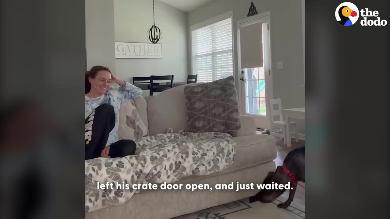 A woman sits patiently on a couch in a living room, giving space to a dark-colored dog with a red collar as it cautiously explores the floor near her.