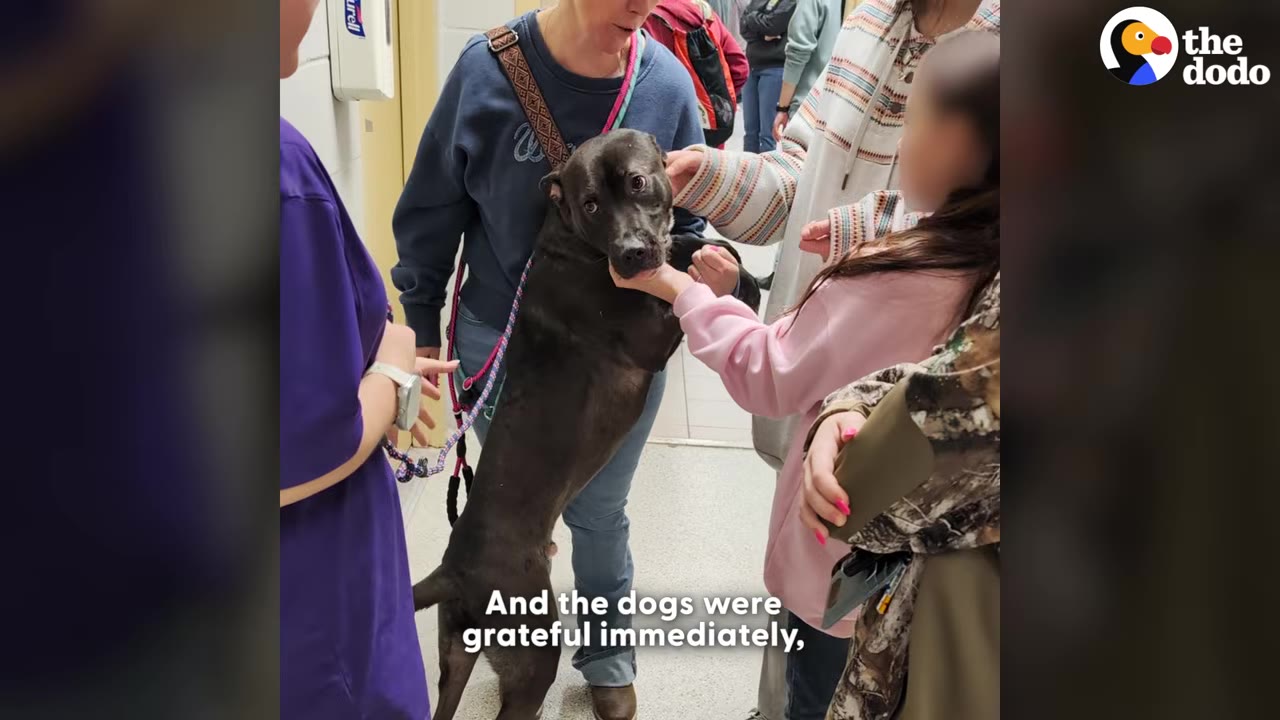 A black dog stands on its hind legs, leaning against a person while being gently petted by several people in a hallway.