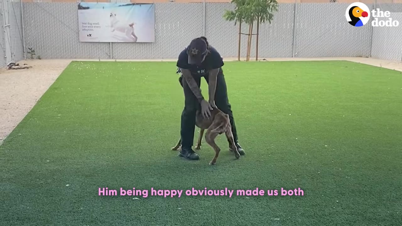 A person in dark clothing stands over a thin brown dog on a green turf field, gently petting its back.