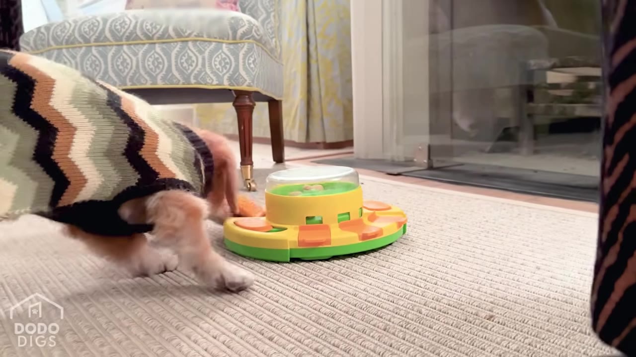 A small dog wearing a patterned sweater interacts with a colorful circular puzzle toy on a rug.