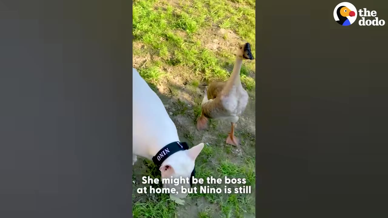 A white dog wearing a black collar with the name Nino sniffs the grassy ground while a brown and white goose stands nearby watching.