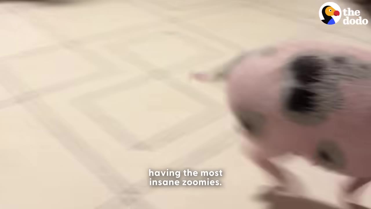 A small pink and black spotted piglet running quickly across a tiled floor, captured mid-motion.