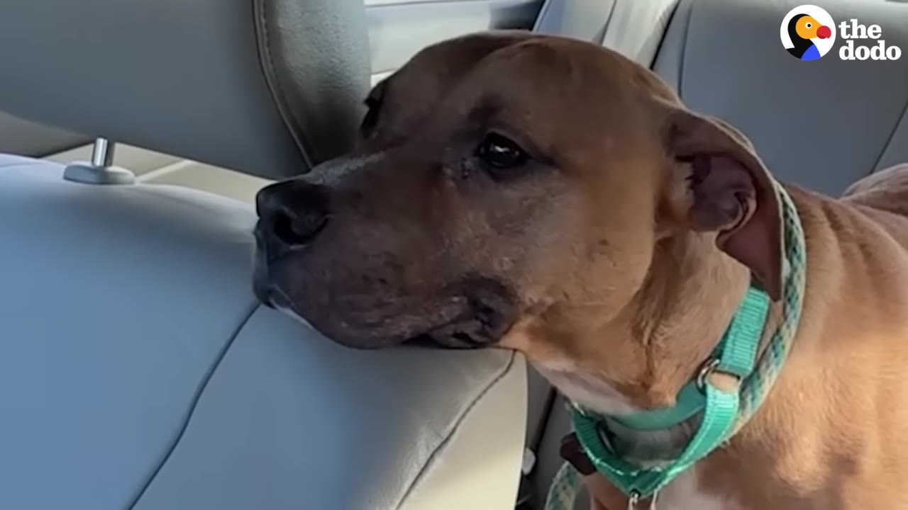A close-up of a brown dog wearing a green collar, resting his chin on the back of a grey car seat.