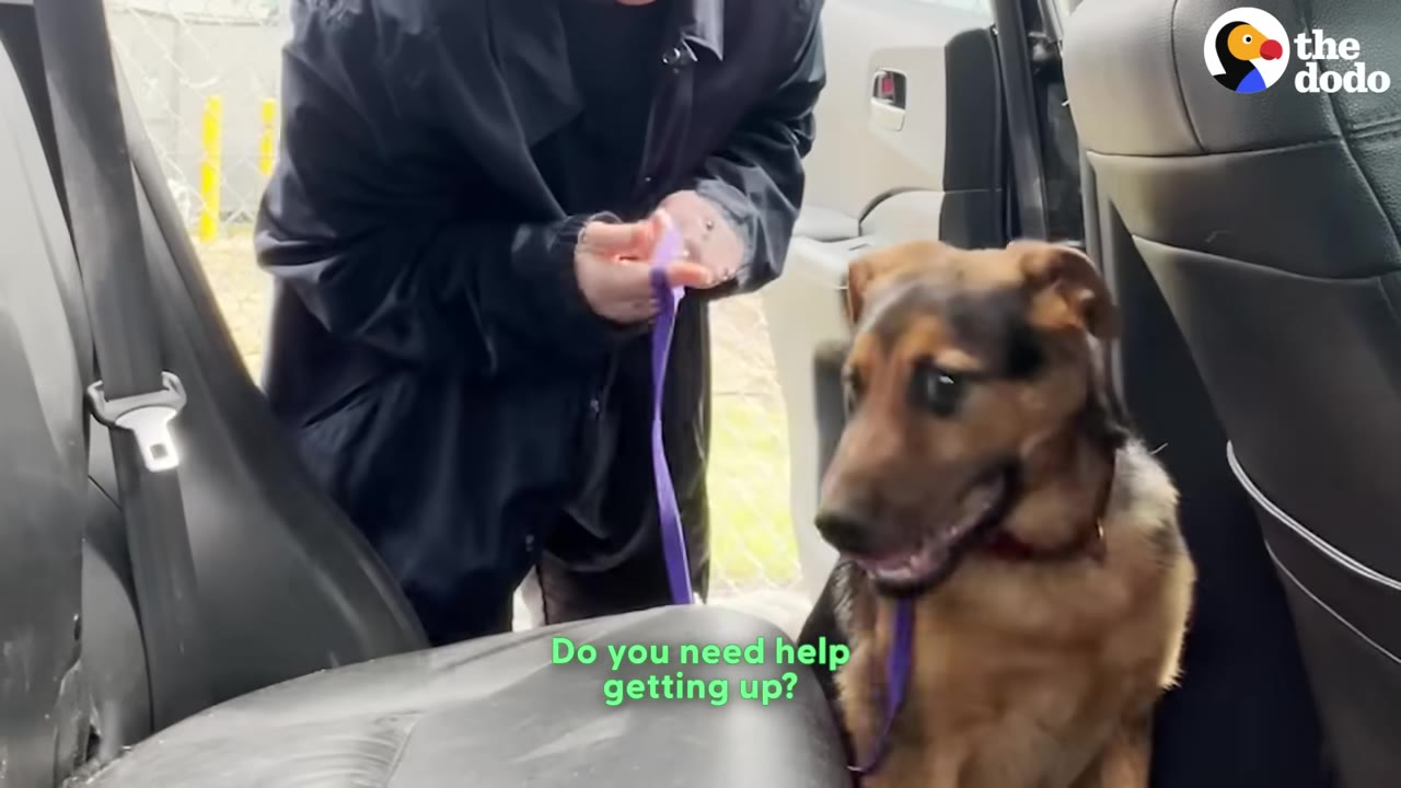 A person in a dark jacket holds a purple leash while helping a brown and black dog get into the back seat of a car.