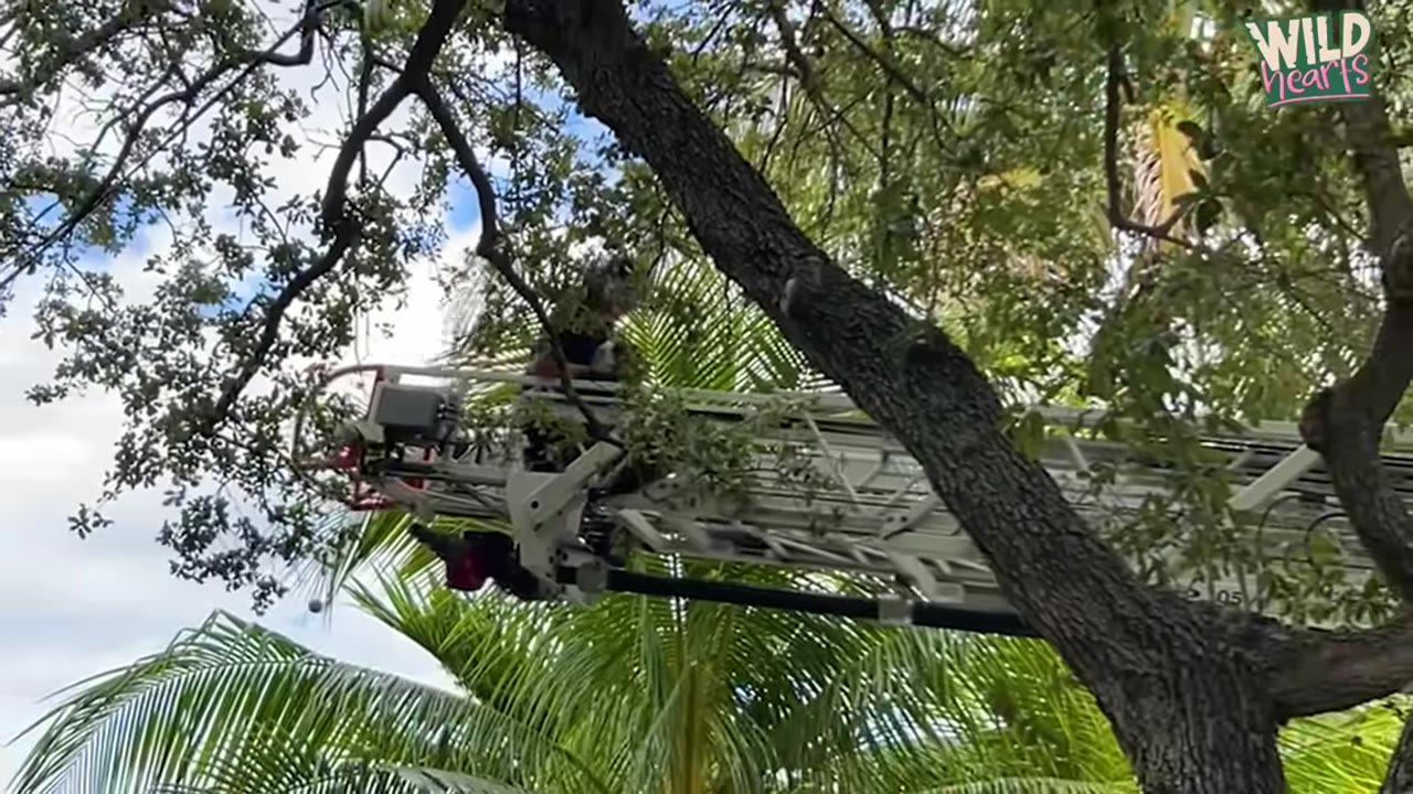 A rescue platform on a long ladder extends high into the branches of a tree.