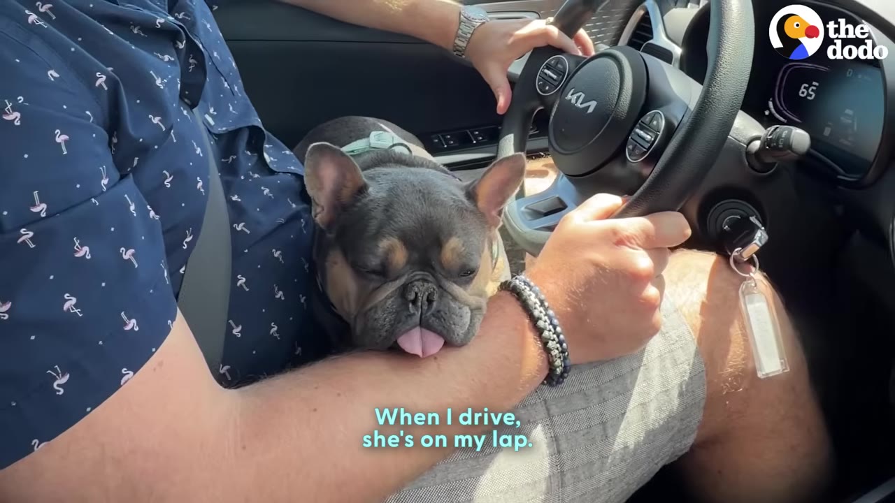 A small French bulldog with its tongue sticking out rests on a man's arm as he holds a steering wheel.