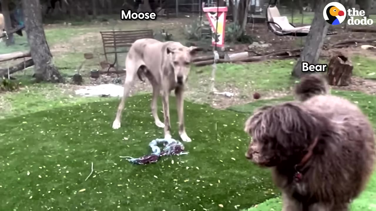 Two large dogs, one a tall light-colored Great Dane labeled 'Moose' and the other a fluffy brown dog labeled 'Bear', standing on a green lawn.