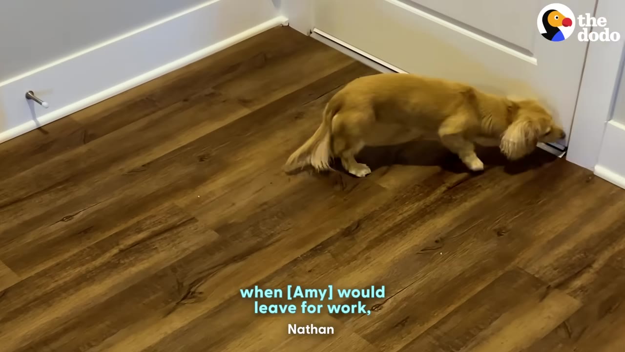 A small, light brown dachshund stands on a wooden floor, sniffing the bottom of a closed white door.