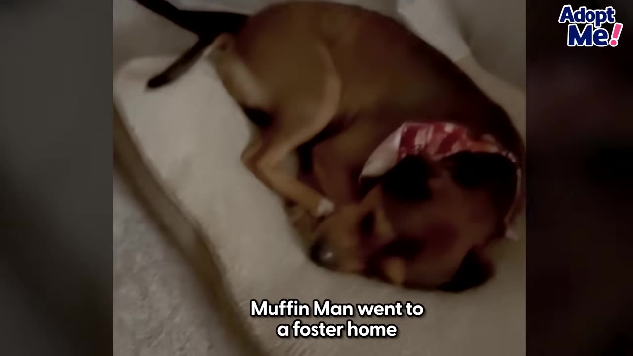 A brown dog wearing a red bandana curls up comfortably on a soft dog bed inside a home.