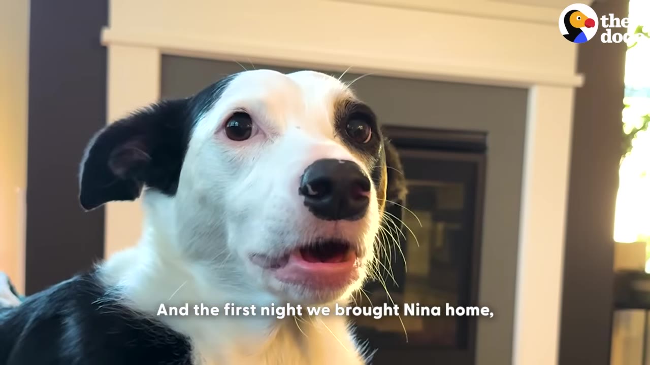 A close-up of a black and white dog looking wide-eyed and anxious inside a home.