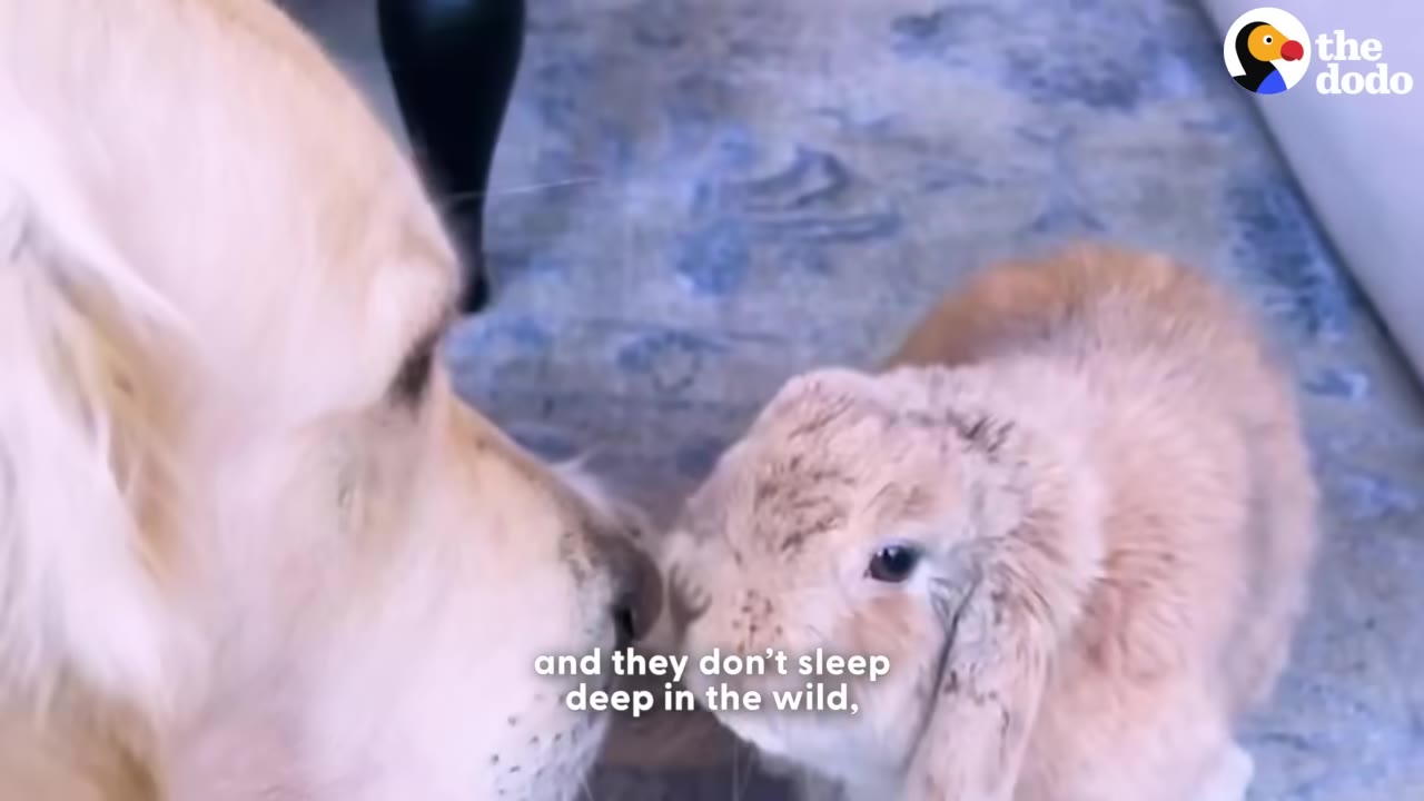 A close-up shot of a light brown lop-eared rabbit looking alertly at a golden retriever dog nose-to-nose.
