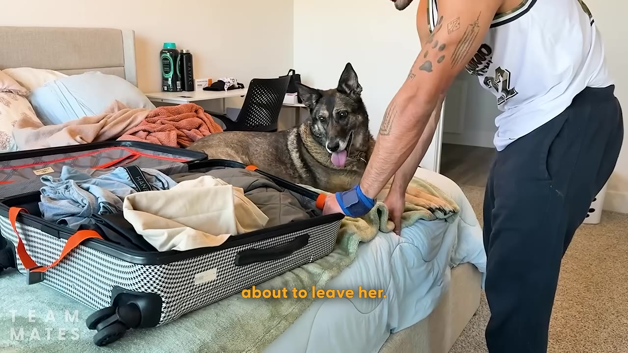 A man with arm tattoos packs a suitcase on a bed while a German Shepherd mix dog lies behind it, watching him.