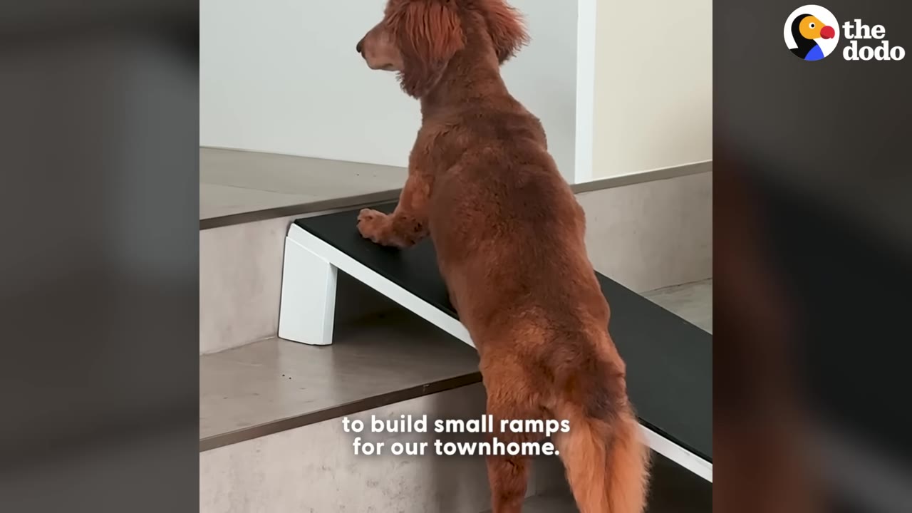 A long-haired dachshund stands on a small black ramp built over indoor stairs.