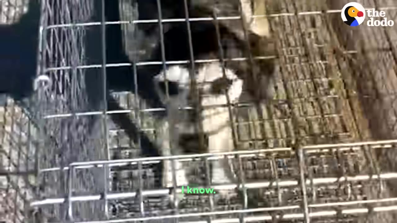 A black and white dog looks out from inside a wire rescue crate.