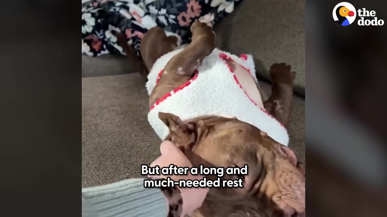 A brown and white dog wearing a white fleece vest lies on her back on a couch while being gently petted on the head.