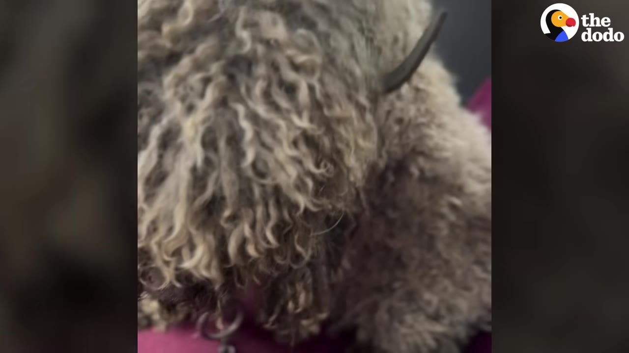 A close-up of a dog with extremely matted, curly grey fur, with a heavy metal chain collar visible around its neck.