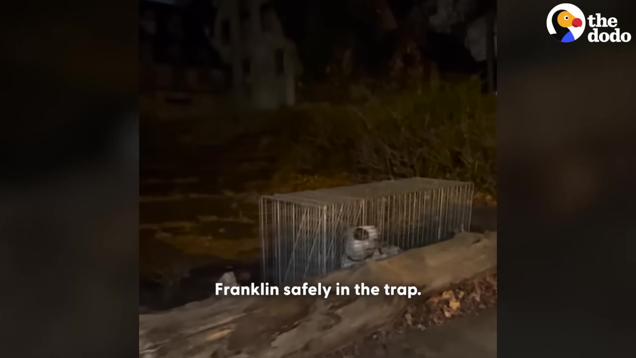 A wire cage trap sits on the ground at night with a dog inside, captioned 'Franklin safely in the trap.'
