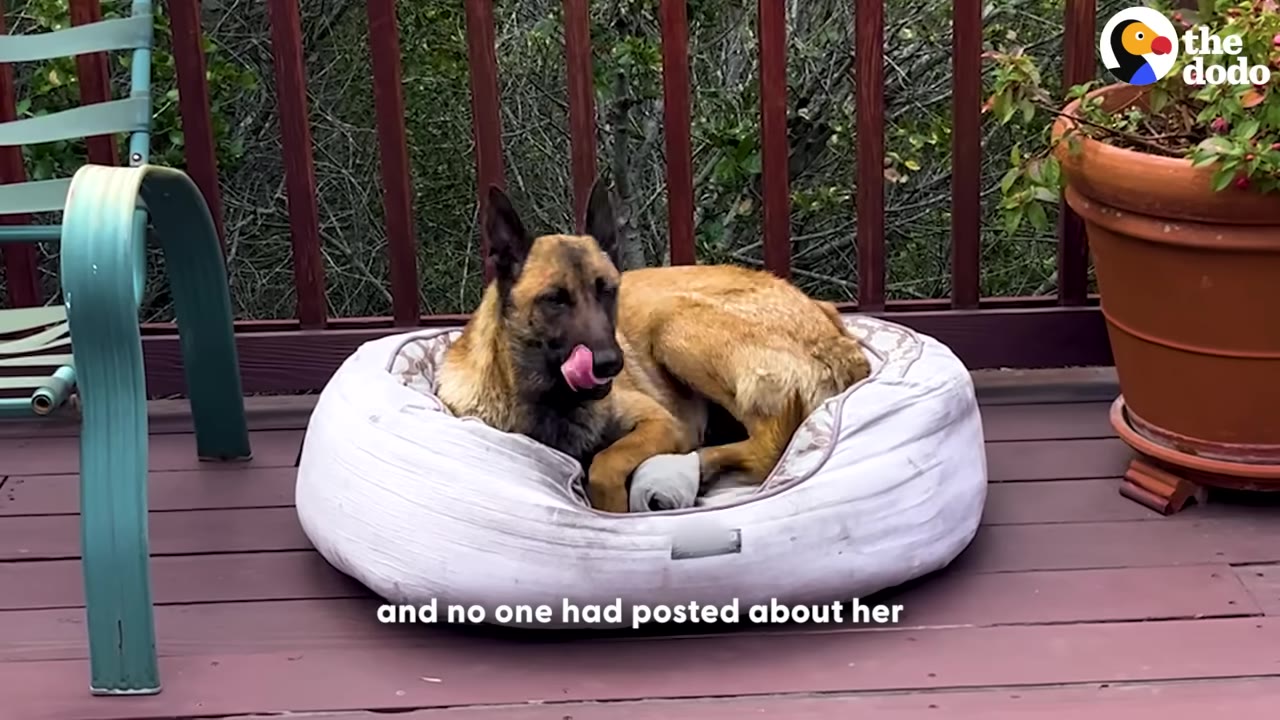 A Belgian Malinois dog sits in a round dog bed on an outdoor wooden deck, licking its nose.