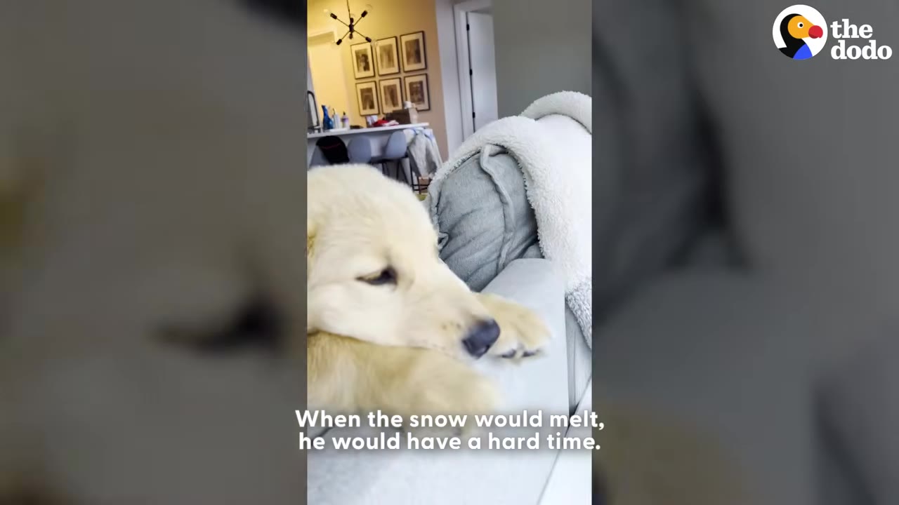 A golden retriever puppy rests its head on the arm of a grey sofa, looking sad.