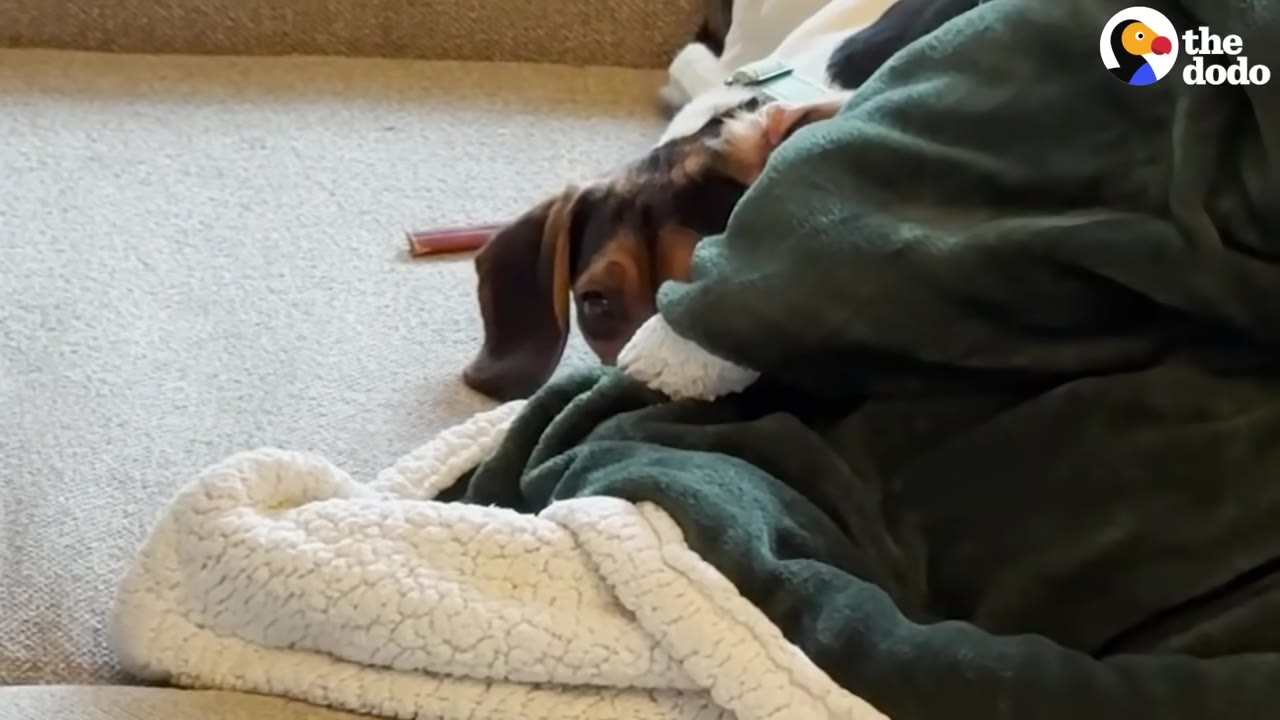A small beagle peeks out from underneath a green and white fleece blanket on a carpeted floor.