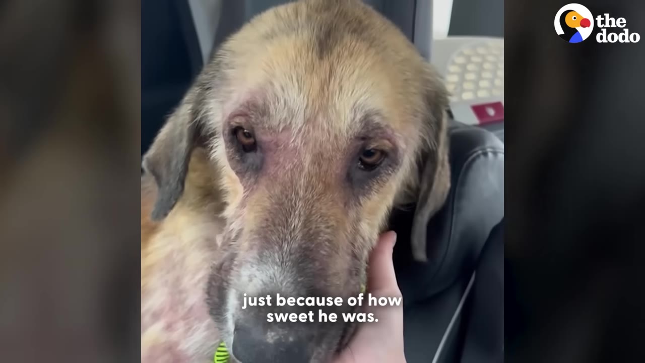 A close-up of a tan and black dog with sad eyes being gently cradled by a human hand under its chin while sitting in a car.