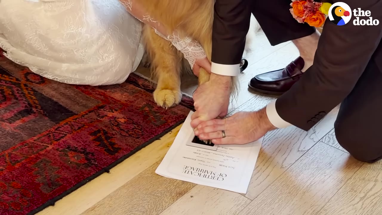 A groom presses a golden retriever's paw onto an ink pad on a marriage certificate document on the floor.