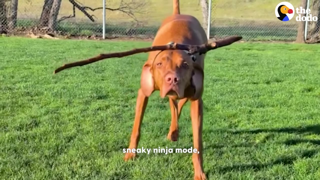 A brown dog balancing a long stick on its head while standing on a green lawn.