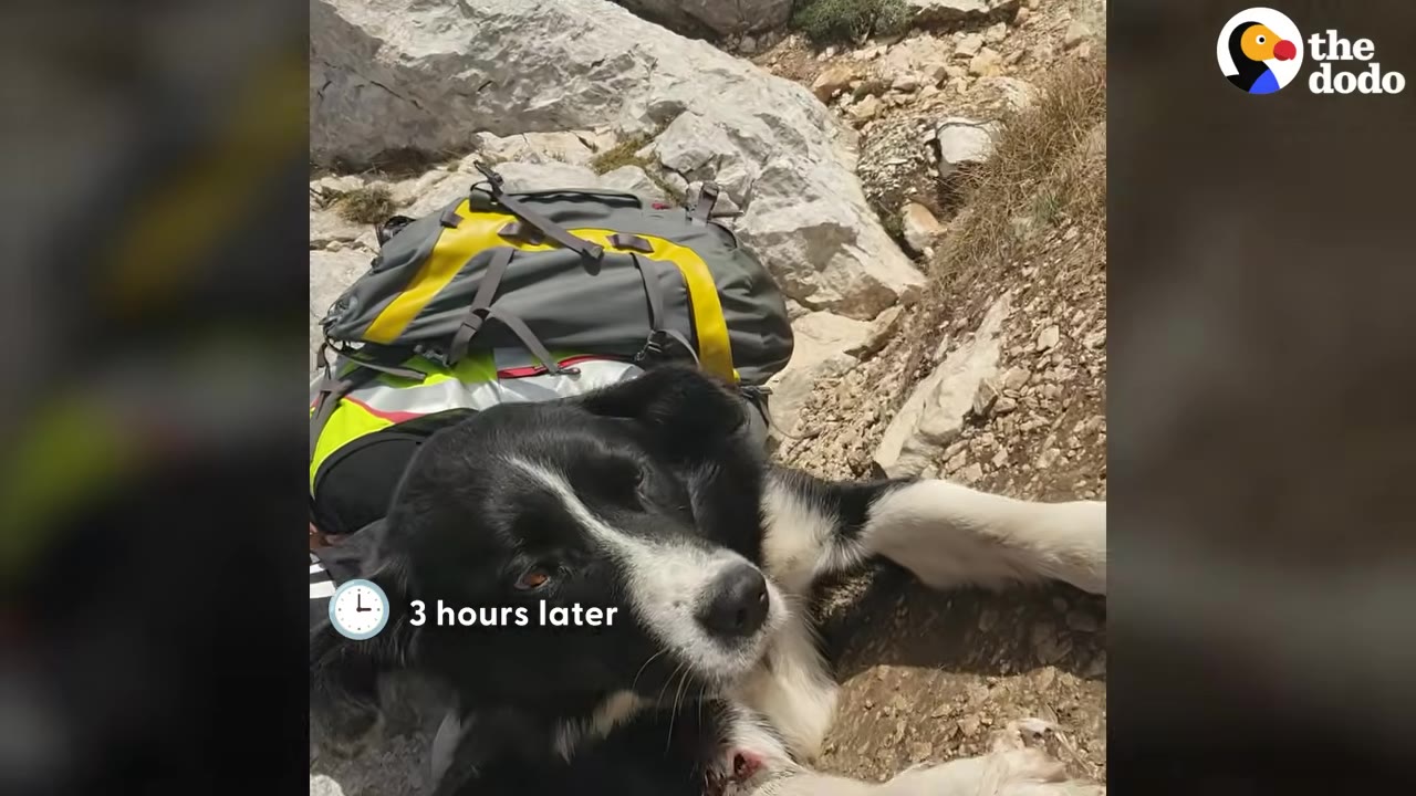 A black and white dog lies on a rocky mountain trail next to a grey and yellow backpack, with text overlay reading '3 hours later'.