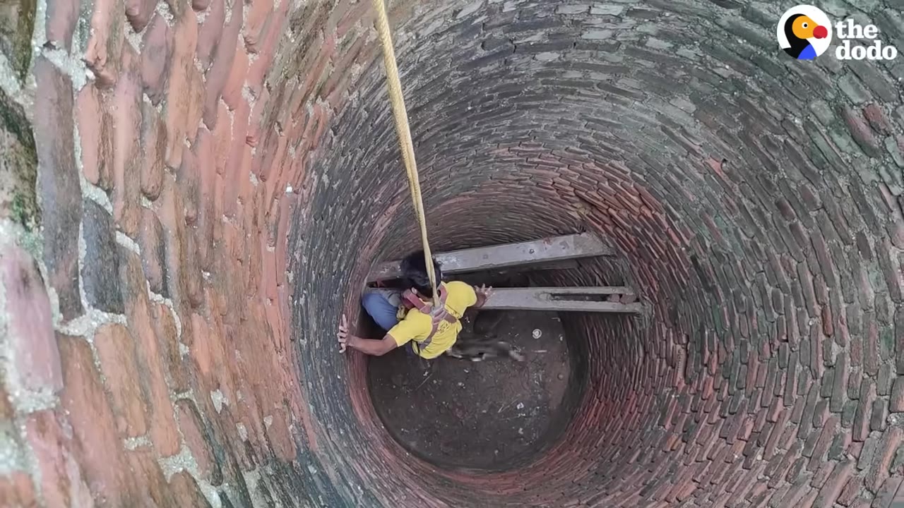 An overhead view looking down a deep, circular brick well where a man in a yellow shirt is suspended by a rope, reaching towards the bottom near a small animal.