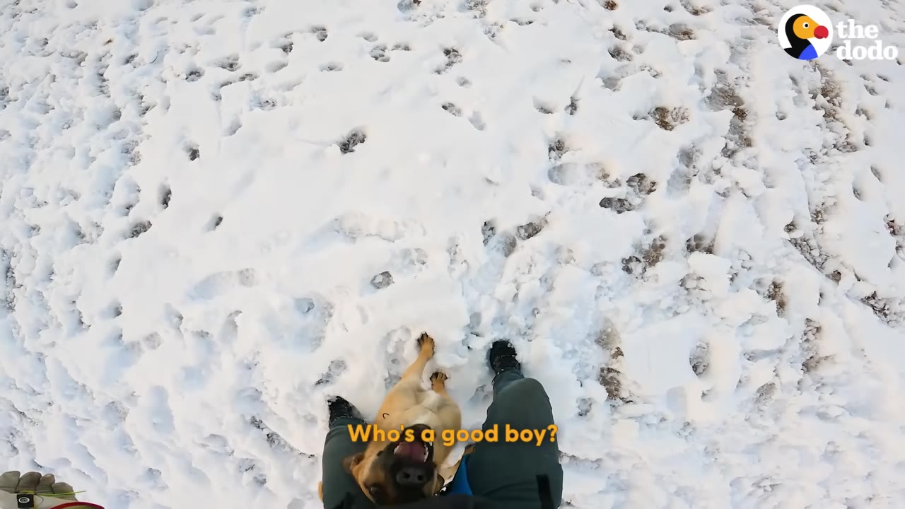 A first-person view looking down at a tan dog standing between a person's legs on a snowy field.