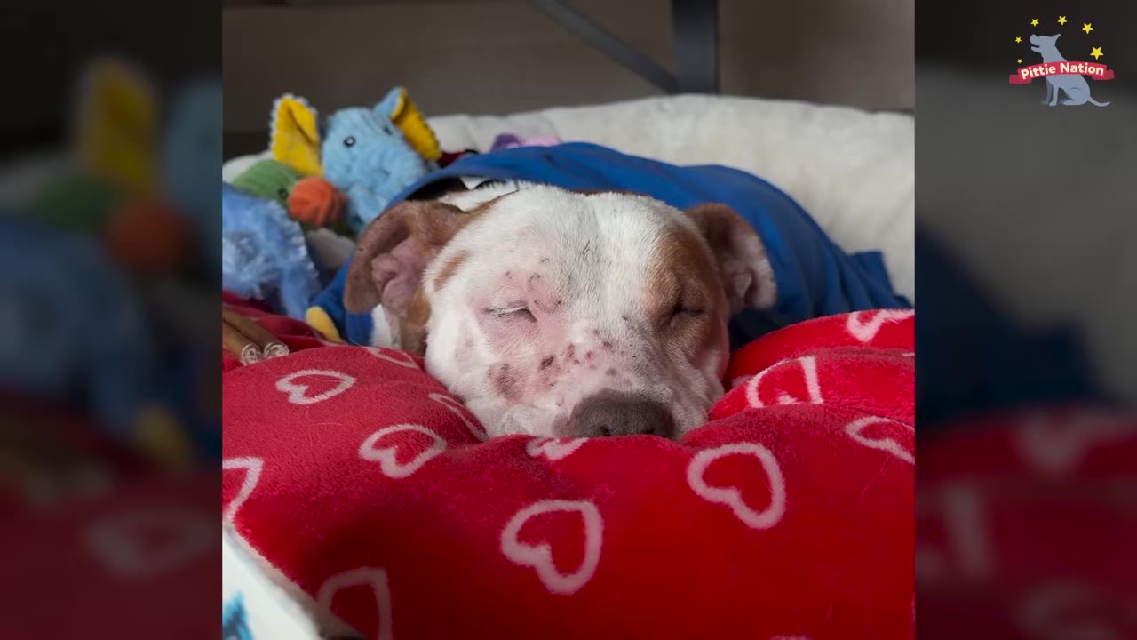 A brown and white dog sleeping peacefully with eyes closed, resting its head on a red pillow patterned with white hearts, tucked under a blue blanket.