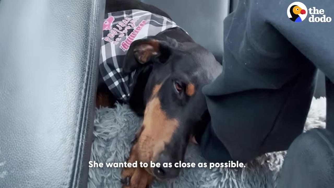 A black and tan Doberman wearing a plaid bandana rests her head gently against her rescuer's leg while lying on a fluffy grey dog bed in the back of a car.