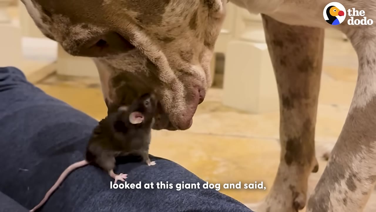 A tiny dark brown mouse standing on a person's blue-jeaned leg, reaching up to touch noses with a large, spotted dog.