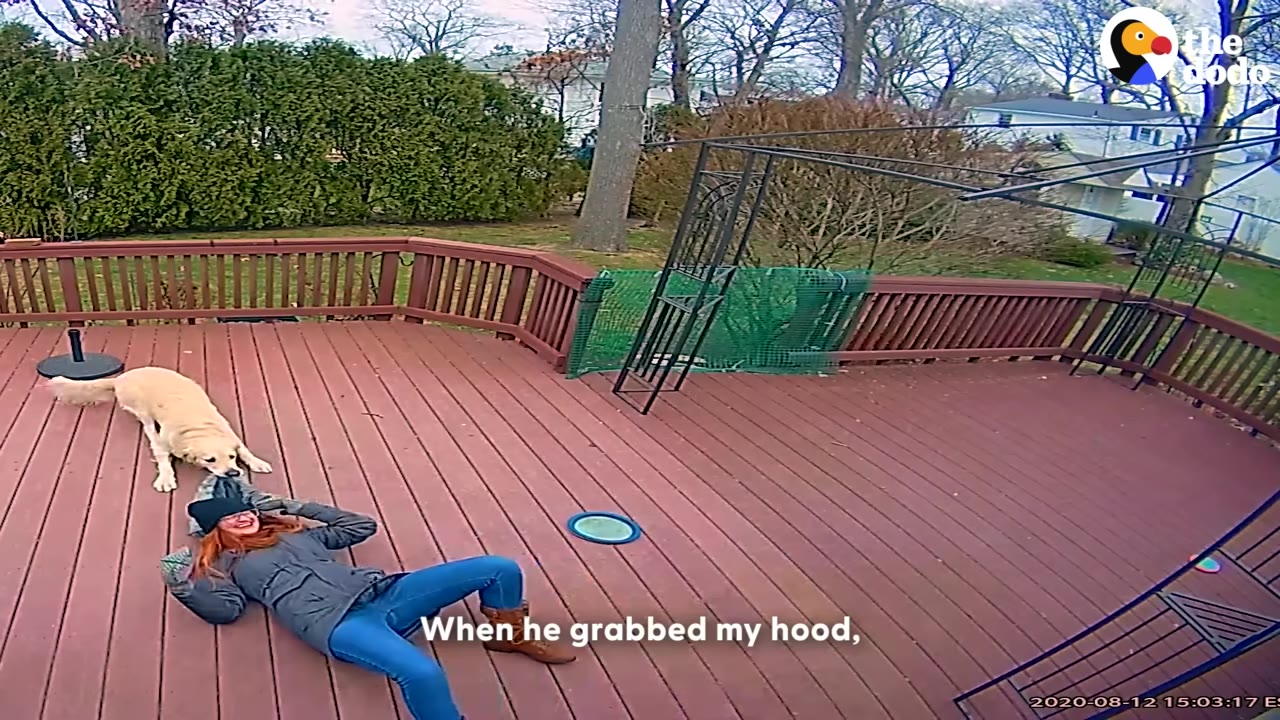 A golden retriever pulls on the hood of a woman's jacket as she lies laughing on a wooden deck.