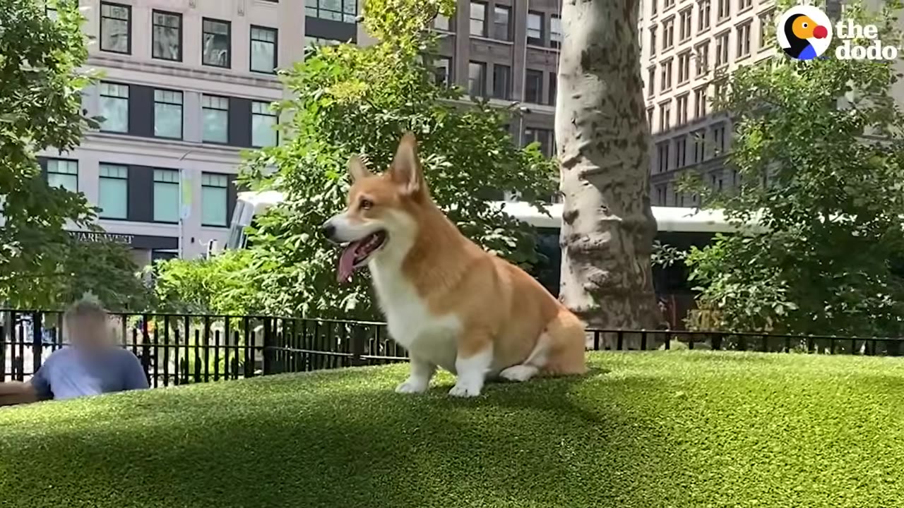 A Pembroke Welsh Corgi sitting on a grassy hill in an urban park with buildings and trees in the background.