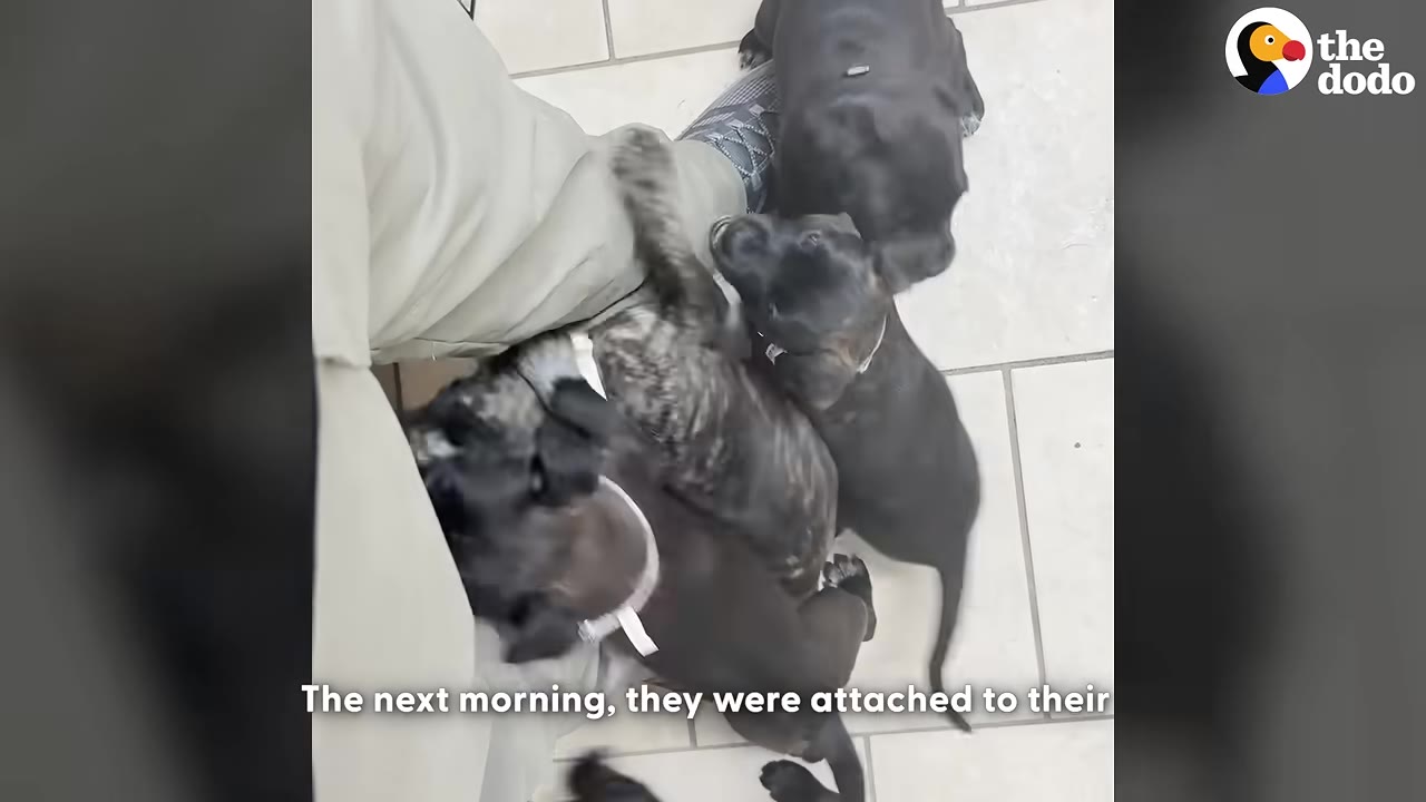 An overhead shot of three dark-colored puppies playfully climbing on a person's leg on a tiled floor.
