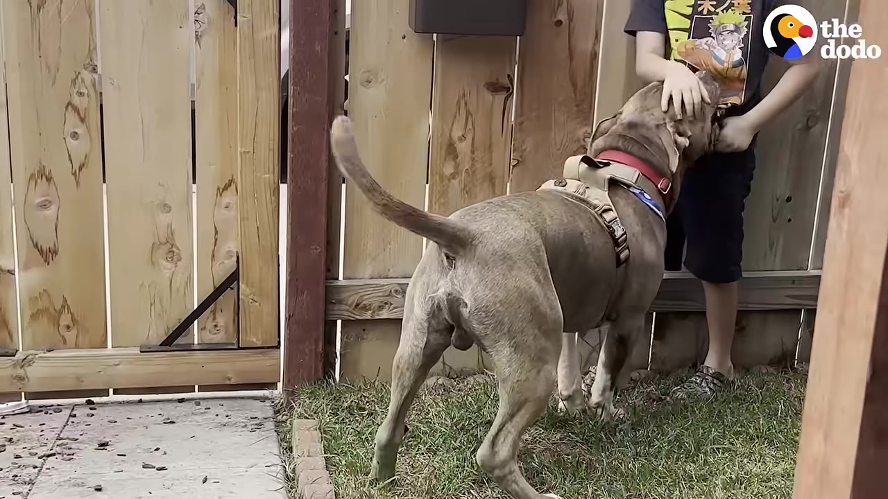 A large grey dog wearing a harness and red collar stands in a grassy yard next to a wooden fence, being petted by a person.