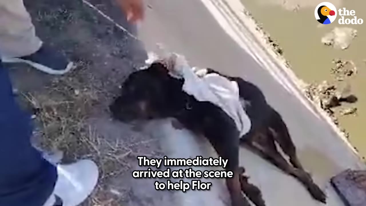 A black dog lies on a steep concrete slope as a rescuer's hand reaches down to help it.