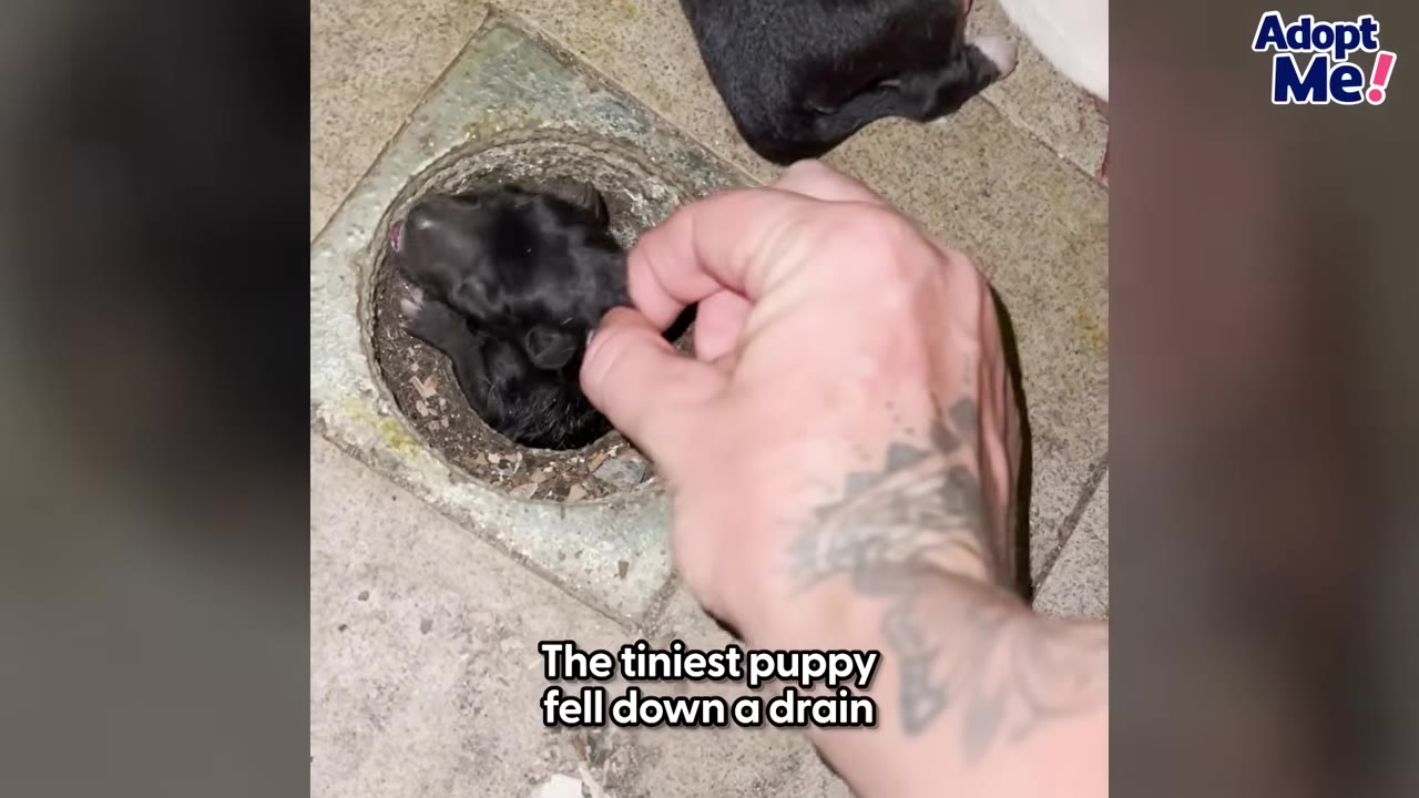 A hand reaching down to rescue a tiny black puppy stuck inside a circular drain opening in a concrete floor.