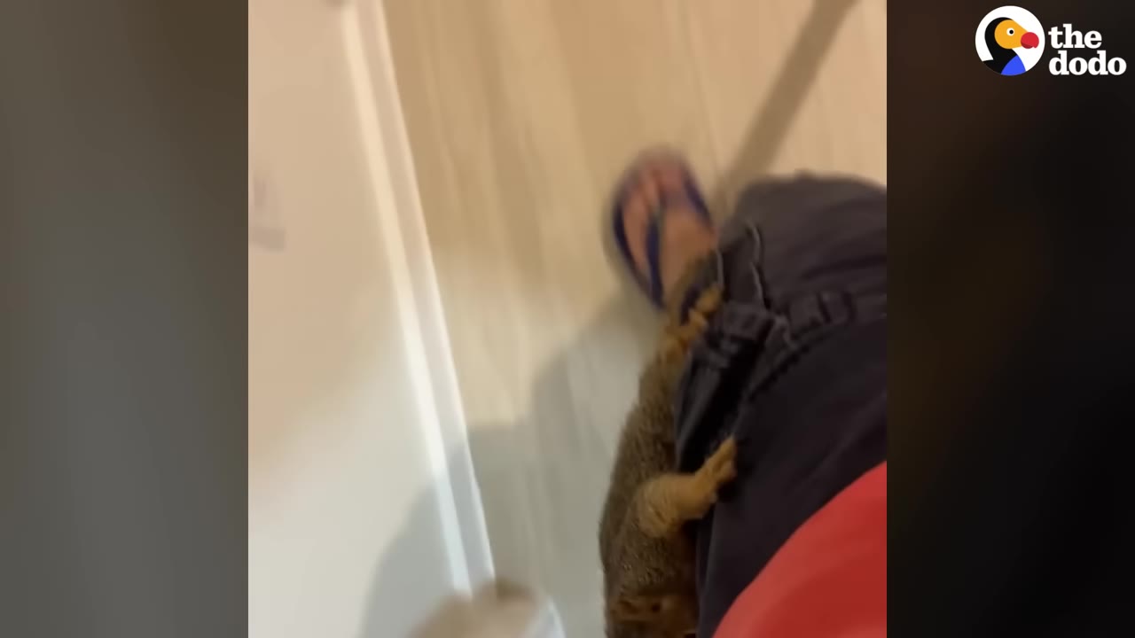 A small brown squirrel clings to the leg of a person wearing blue jeans and a blue flip-flop.