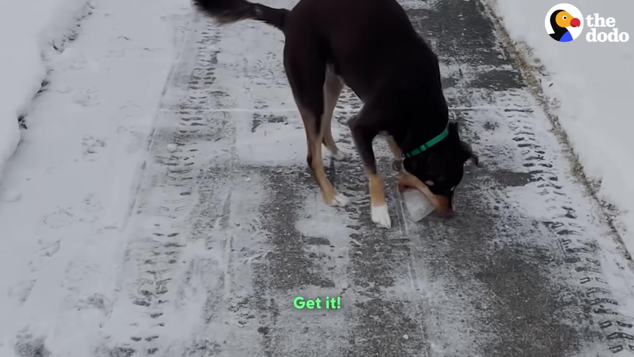 A black and tan dog with a green collar stands on a snowy path, licking a block of ice.